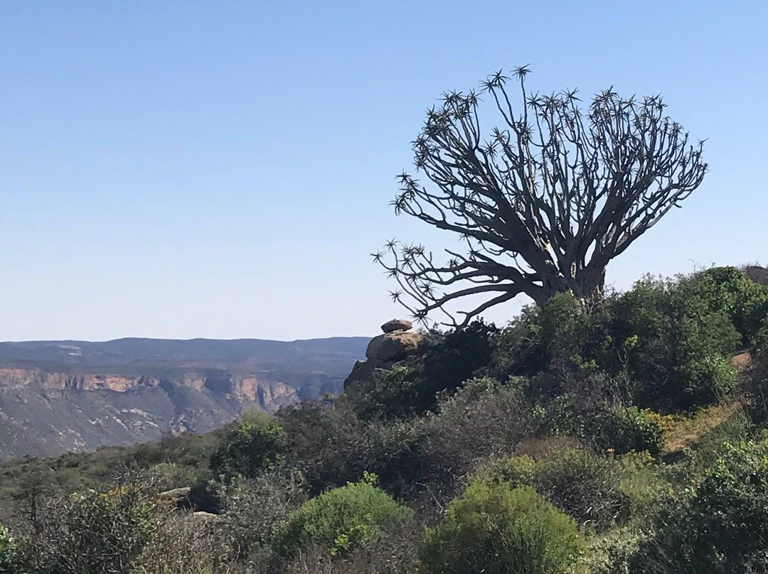 Quiver Tree Forest-Nieuwoudtville必去景点