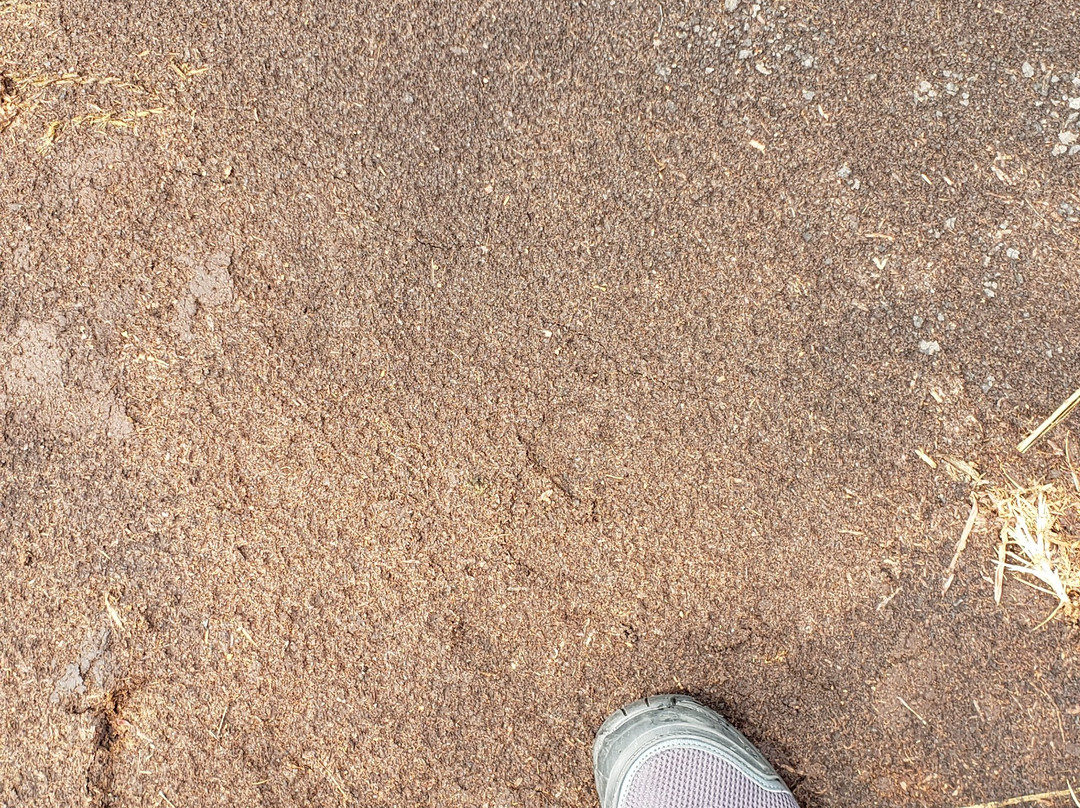 Sarobetsu Marsh Center-丰富町必去景点