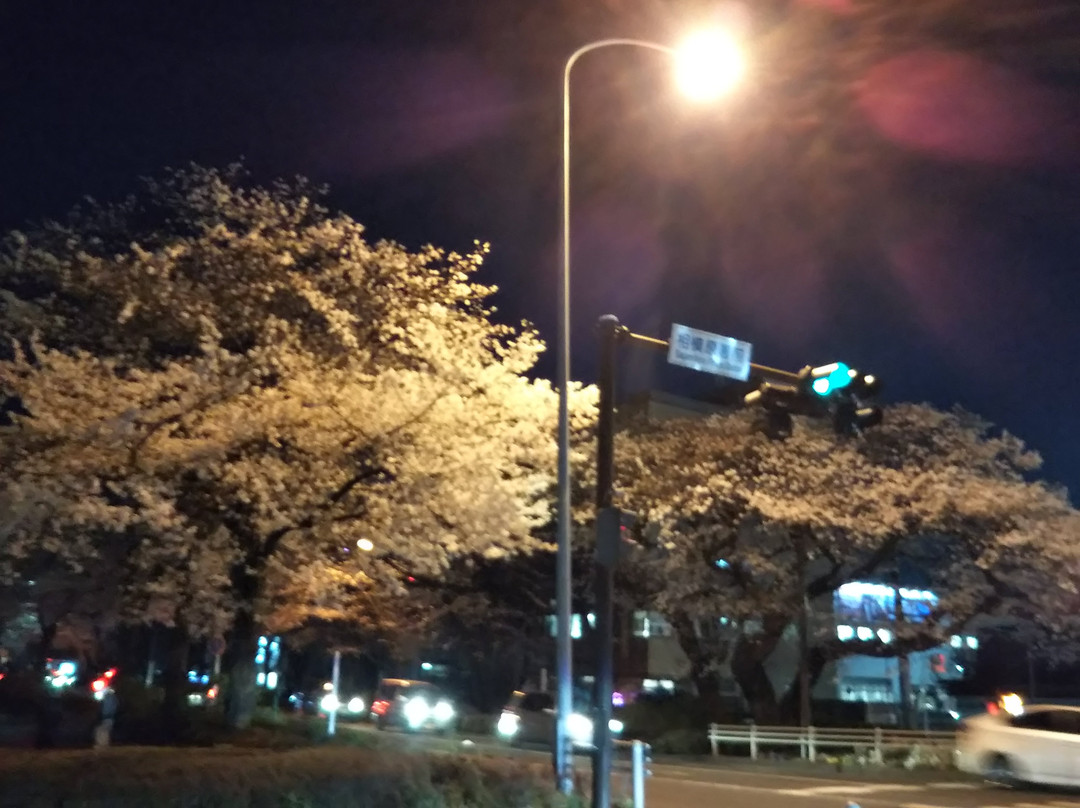 Sagamihara City Hall Sakura Street-相模原市必去景点