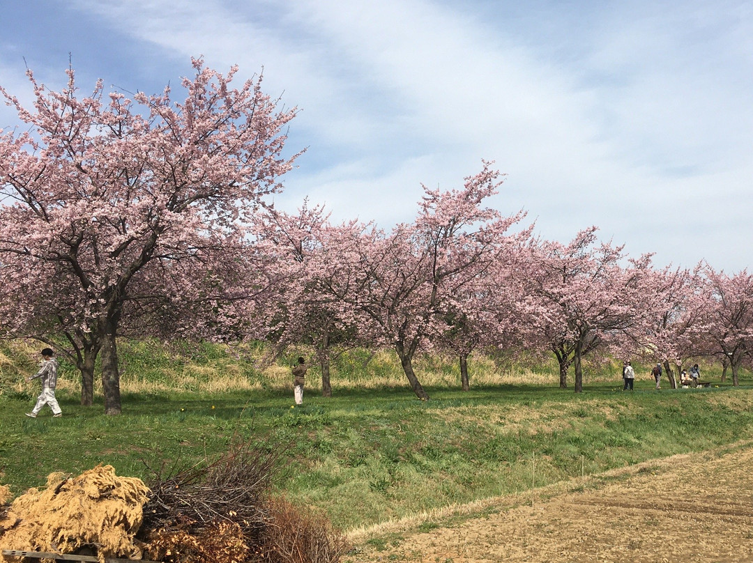 Kitaasaba Sakurazutsumi Park-坂户市必去景点