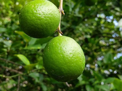 利昂休憩酒店主图