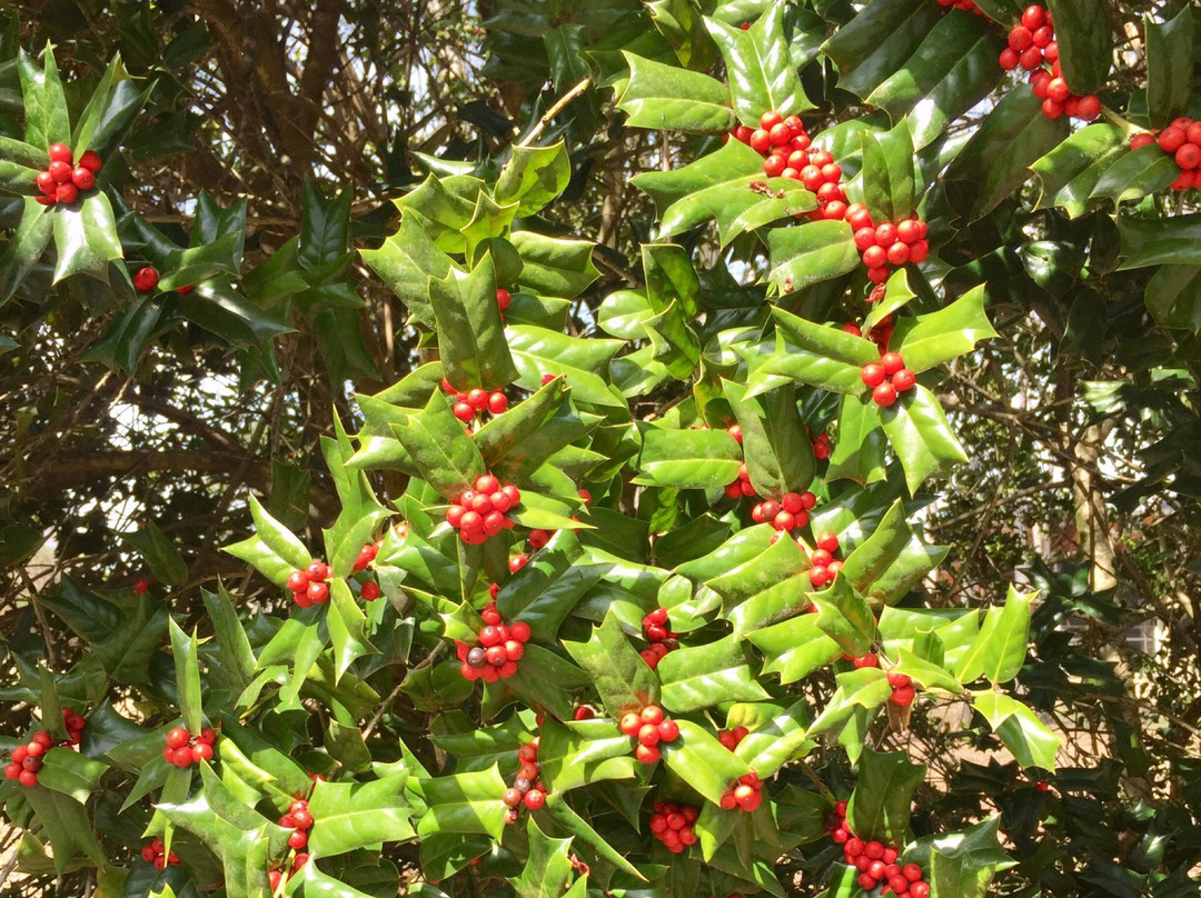 University of Tennessee Arboretum-橡树岭必去景点