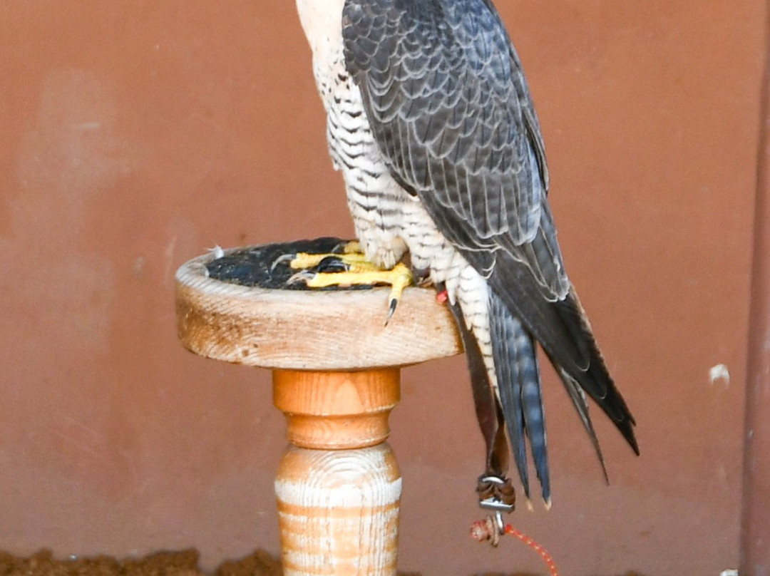 Kalba Bird of Prey Centre-富查伊拉必去景点