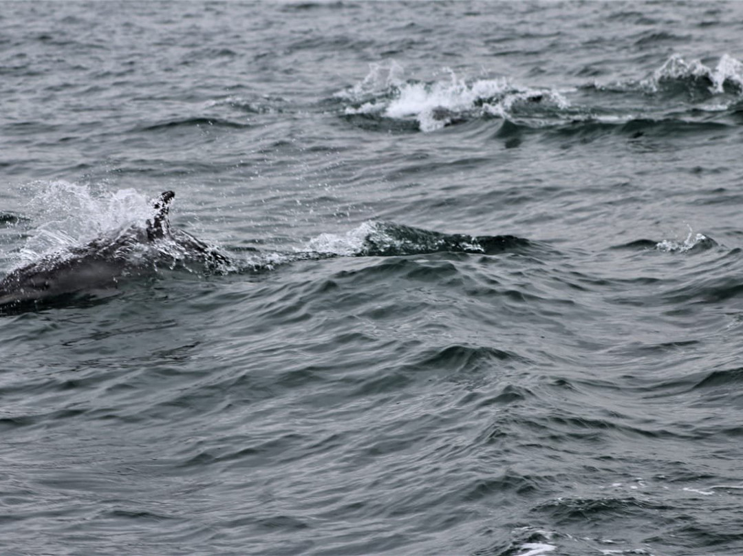 Umhlanga Ocean Charters-德班必去景点