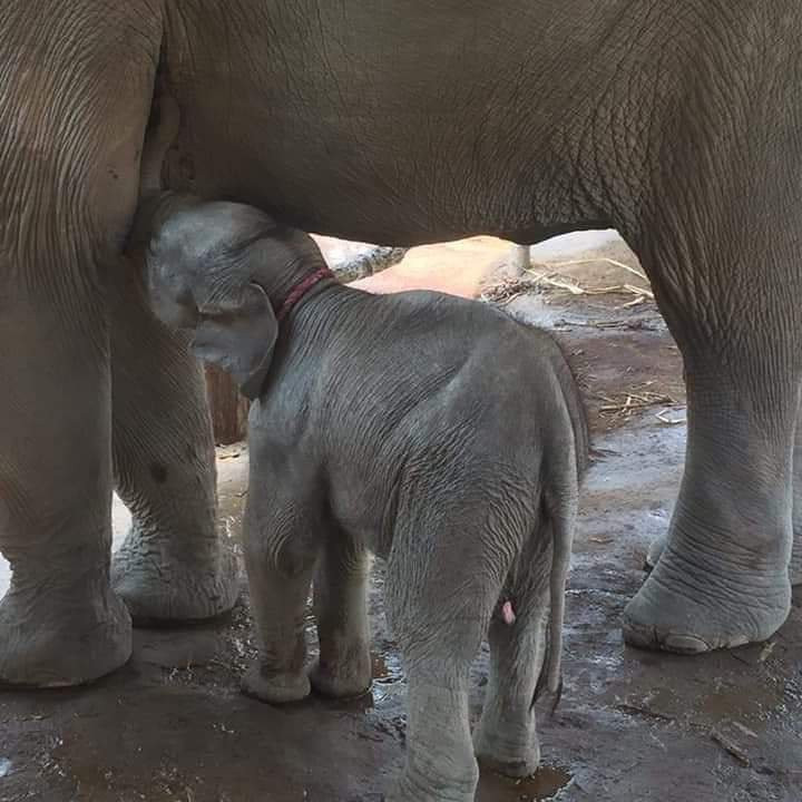 Elephant Care & Grand Canyon Jumping-清迈必去景点