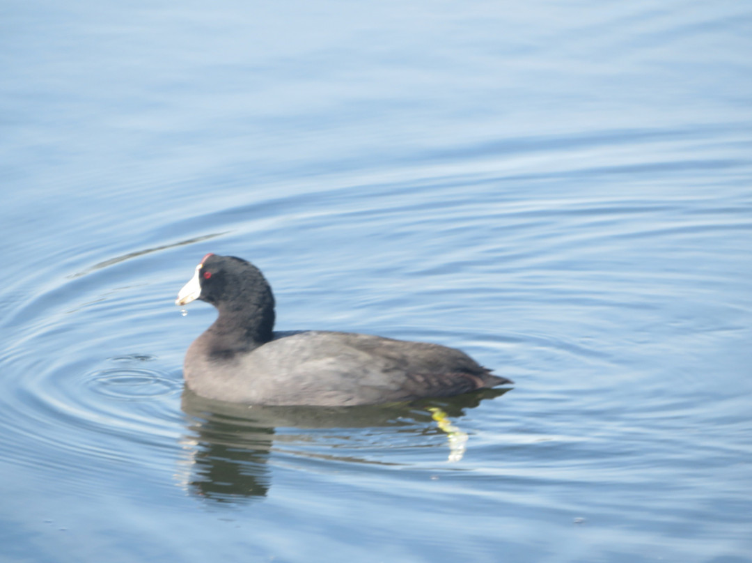 Pinto Lake County Park-沃森维尔必去景点
