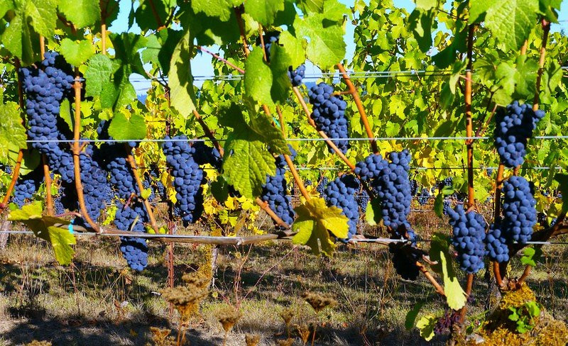 Sarver Winery-尤金必去景点