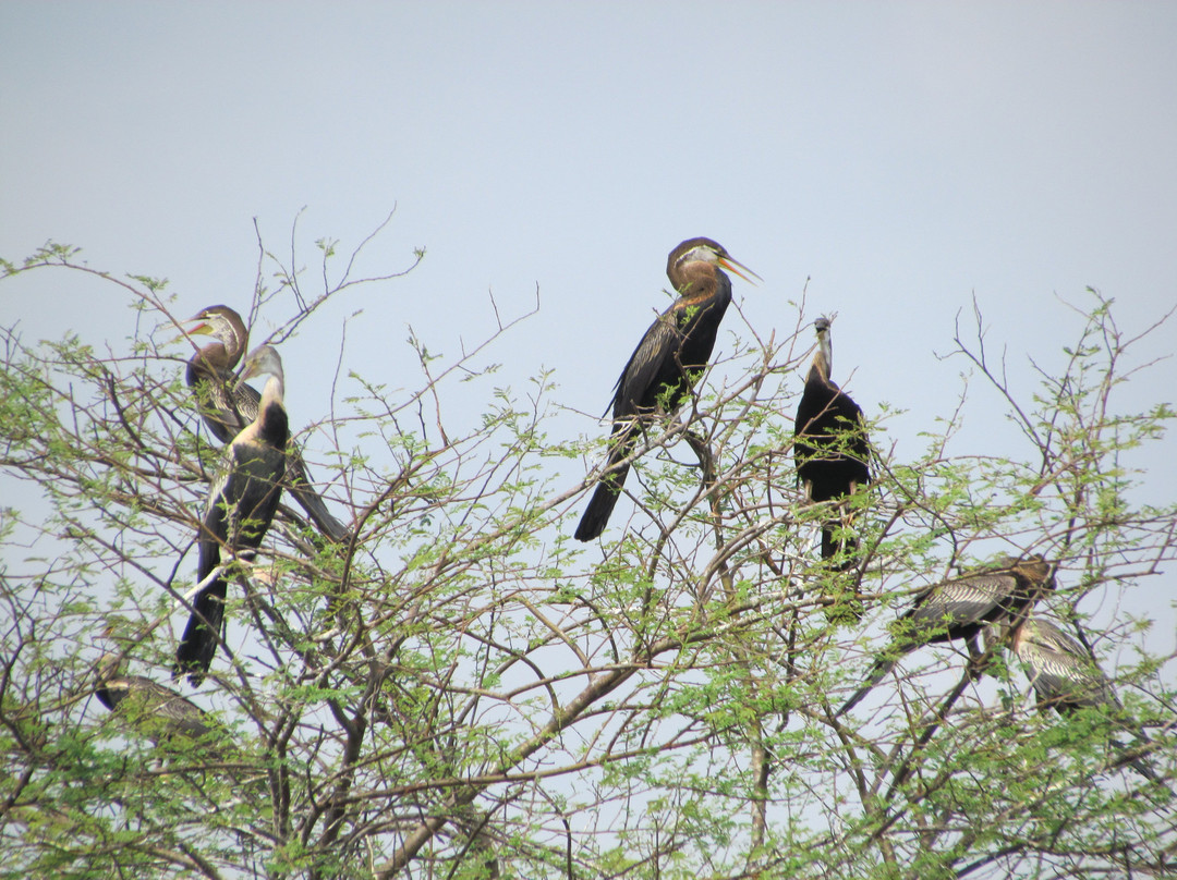 Vettangudi Bird Sanctuary景点图片