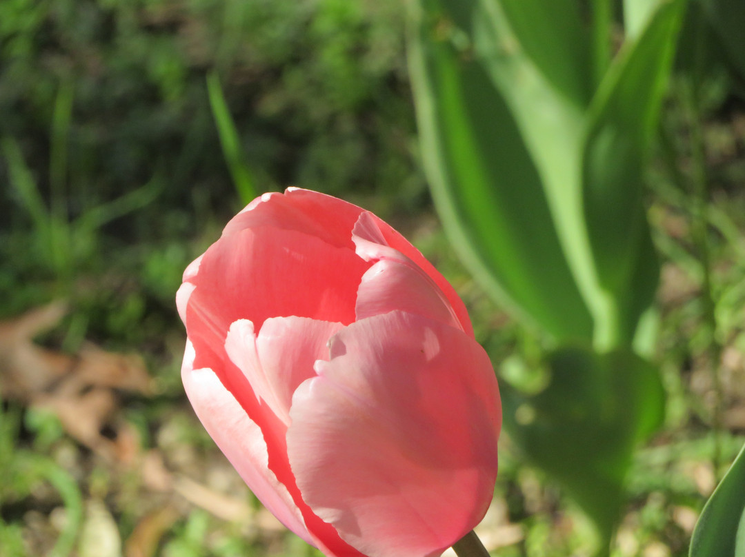 Allied Arts Guild-门洛帕克必去景点