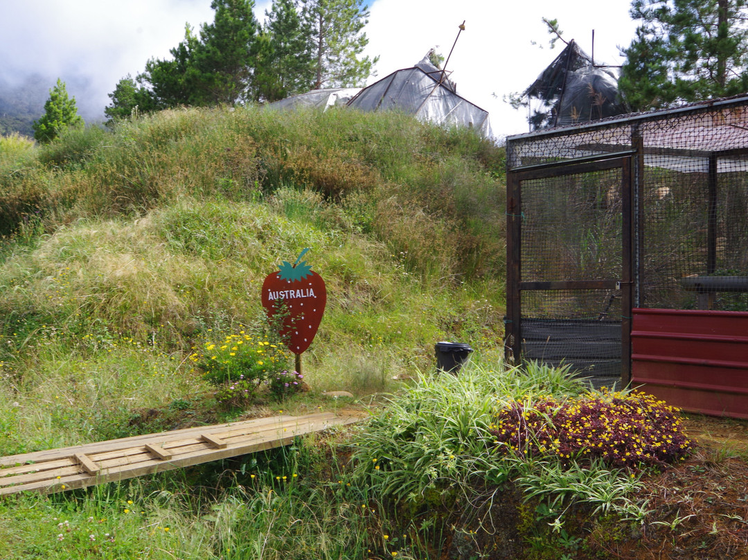 Mesilou Highland Strawberry Farm-昆达山必去景点