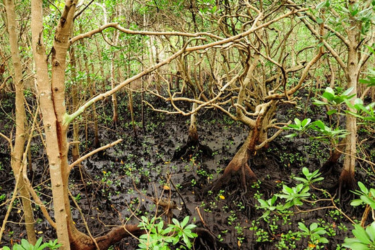 The Sultan Tours-桑给巴尔市必去景点