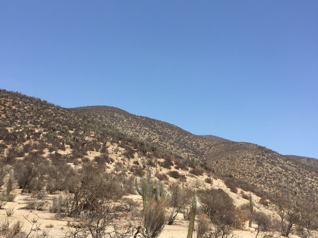 Reserva Nacional Las Chinchillas-Illapel必去景点