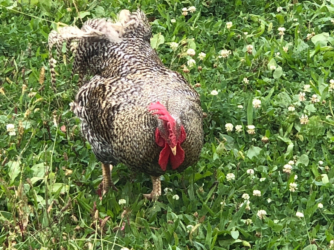 Barn Sanctuary-Chelsea必去景点