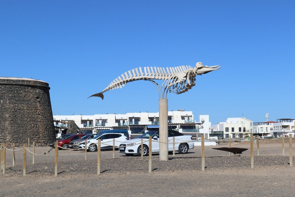 Cuvier's Beaked Whale Skeleton景点图片