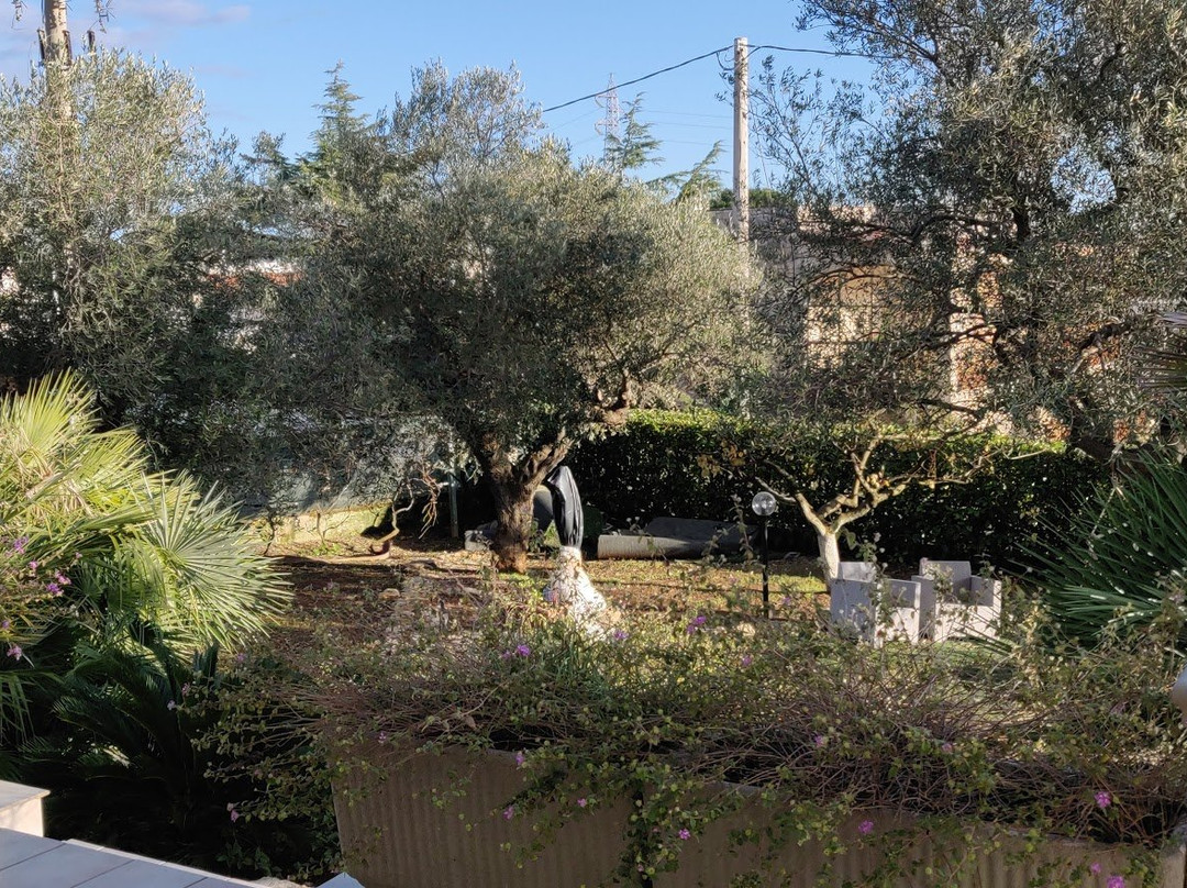 B&B All'Ombra degli Ulivi主图