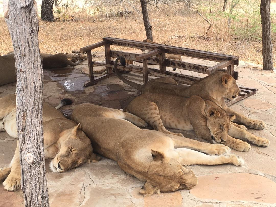 Wildtrip Safaris-Dar es Salaam必去景点