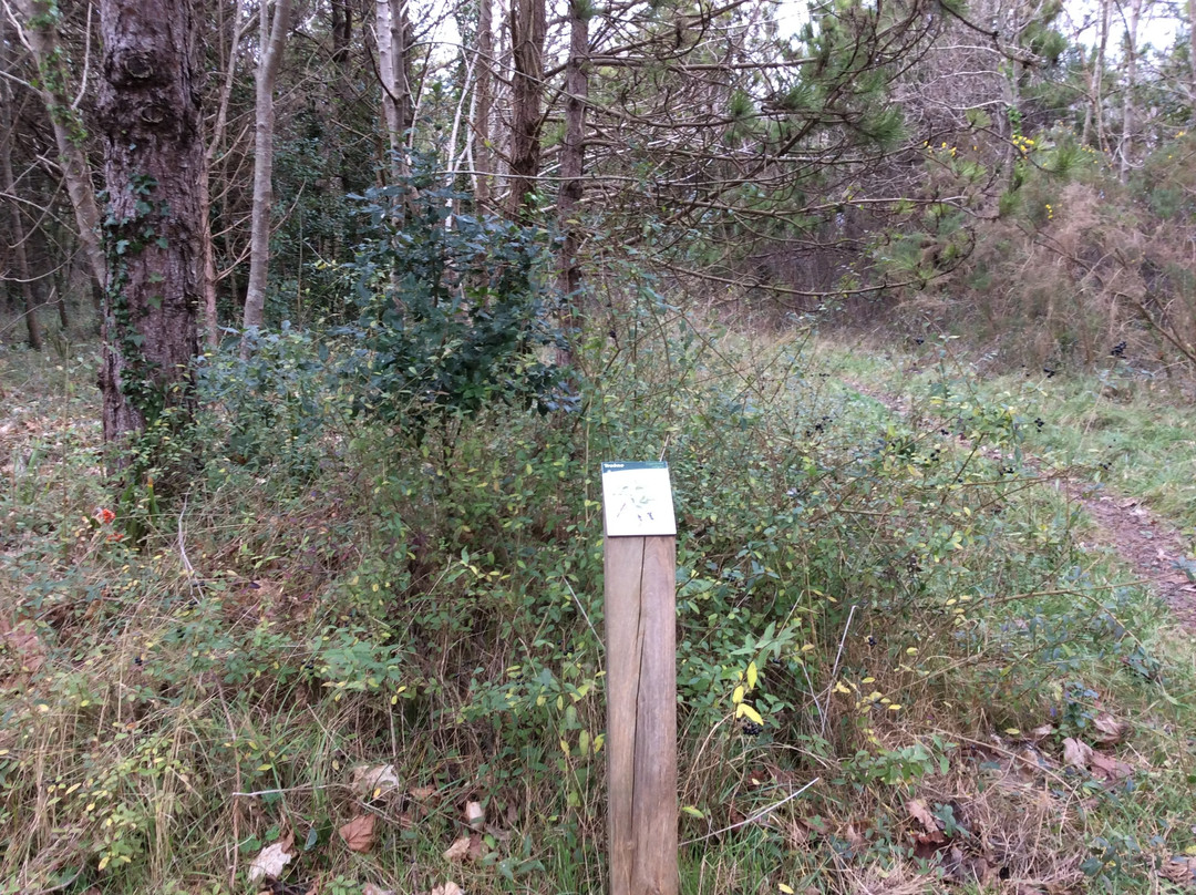 Foret domaniale de Santec景点图片