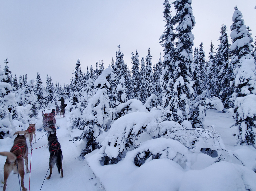 Friendly Arctic Adventures景点图片