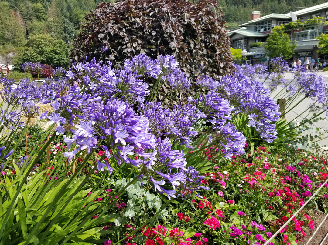 Horseshoe Bay Park景点图片