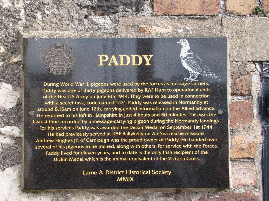 Paddy the Pigeon景点图片