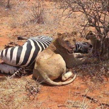 Kenya Safari Jambo-瓦塔木必去景点