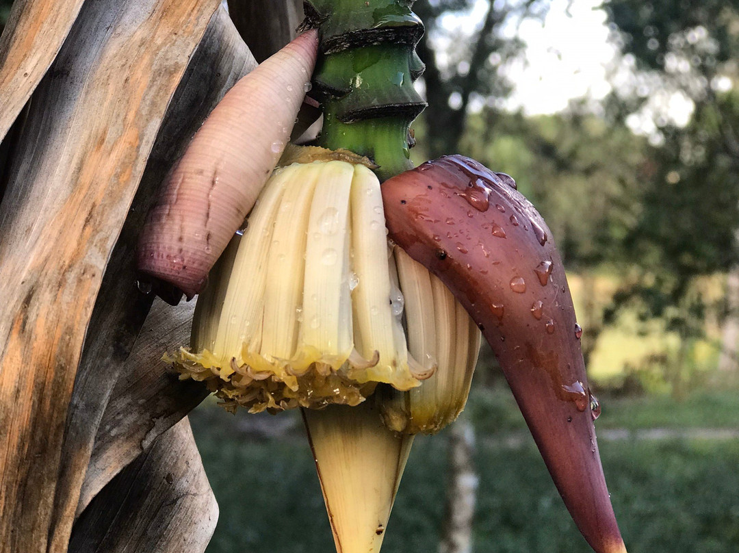 The Vinales Experience, Cuba-维纳勒斯必去景点