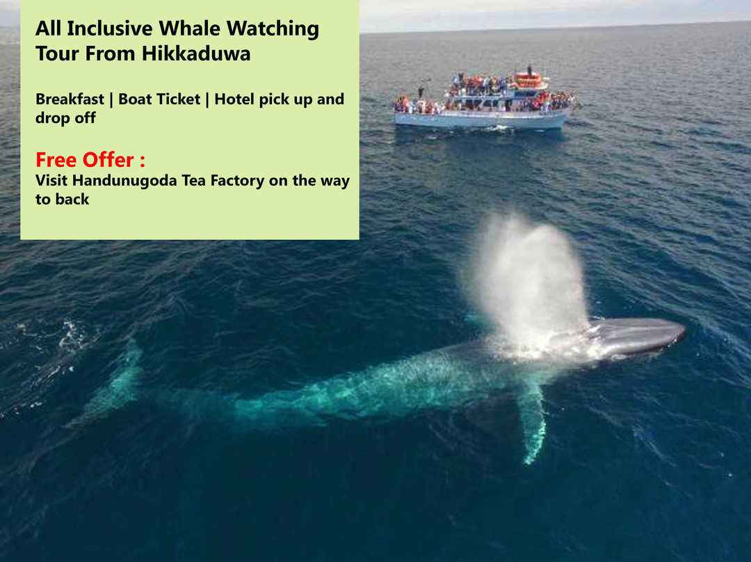 Sri Lanka Holiday Homes And Tours-希克杜沃必去景点