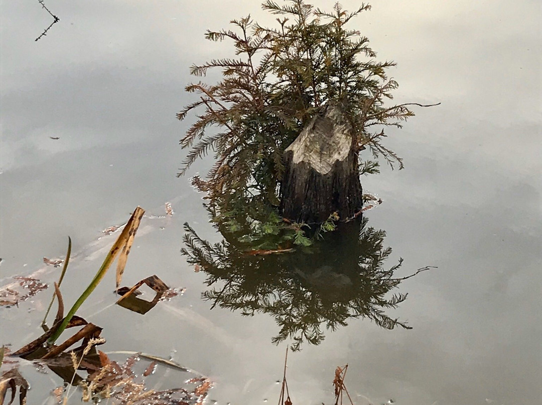Henry N Barkhausen Cache River Wetlands Center-Cypress必去景点