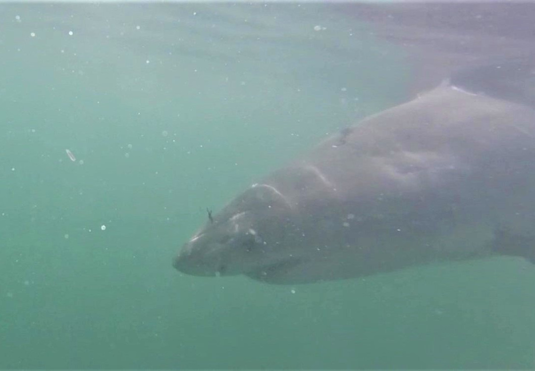 Great White Shark Tours-干斯拜必去景点