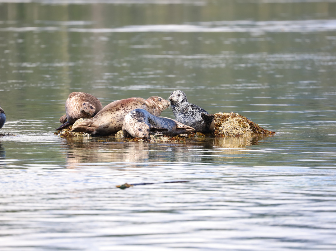 Sea Otter Eco Tours景点图片