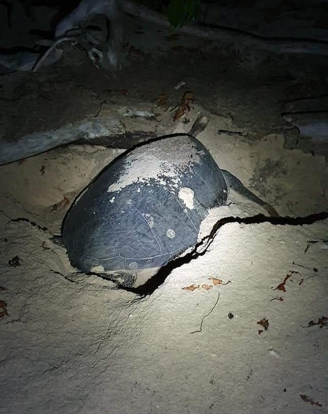 Sangalaki Resort主图