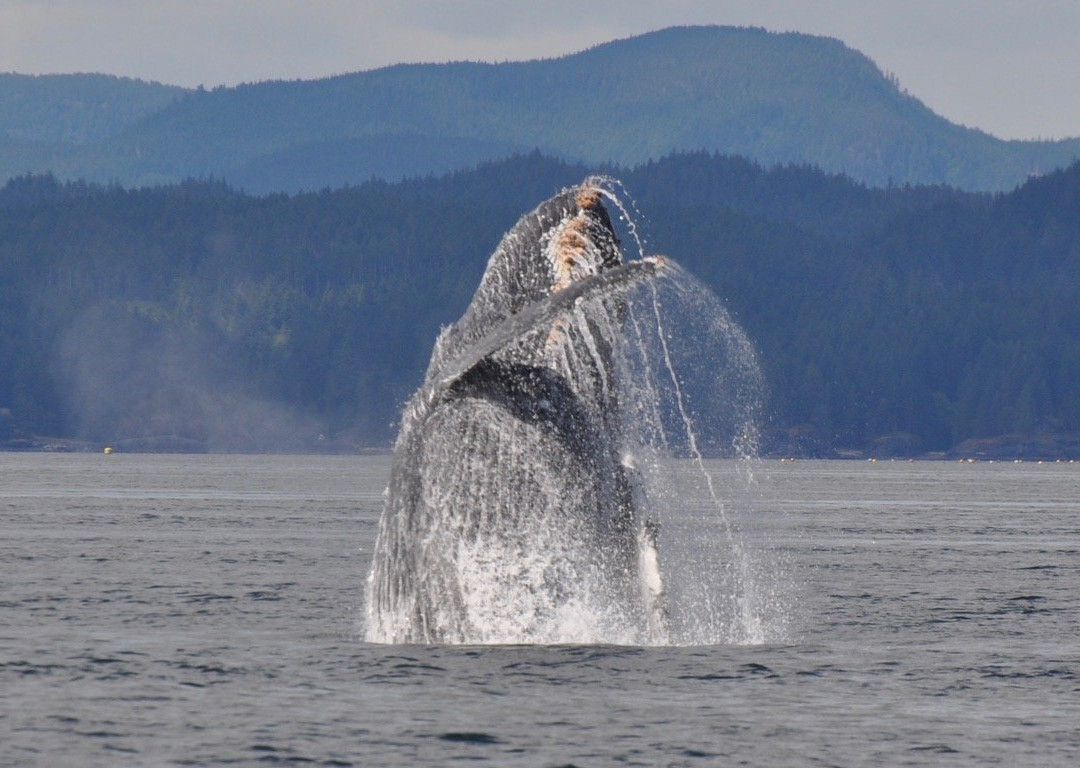 Campbell River Whale Watching and Adventure Tours景点图片