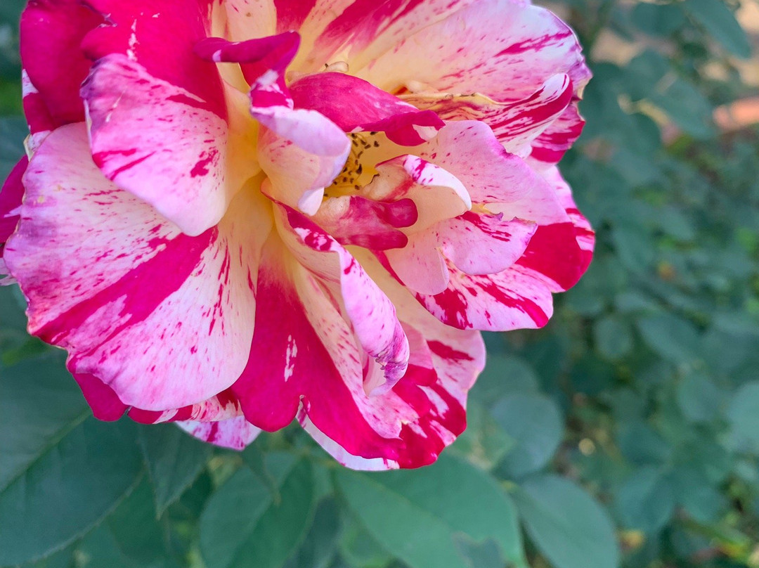 Rose Park Ikoino Hiroba-神户町必去景点