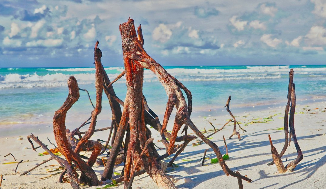 Cayo Jutias Tour景点图片