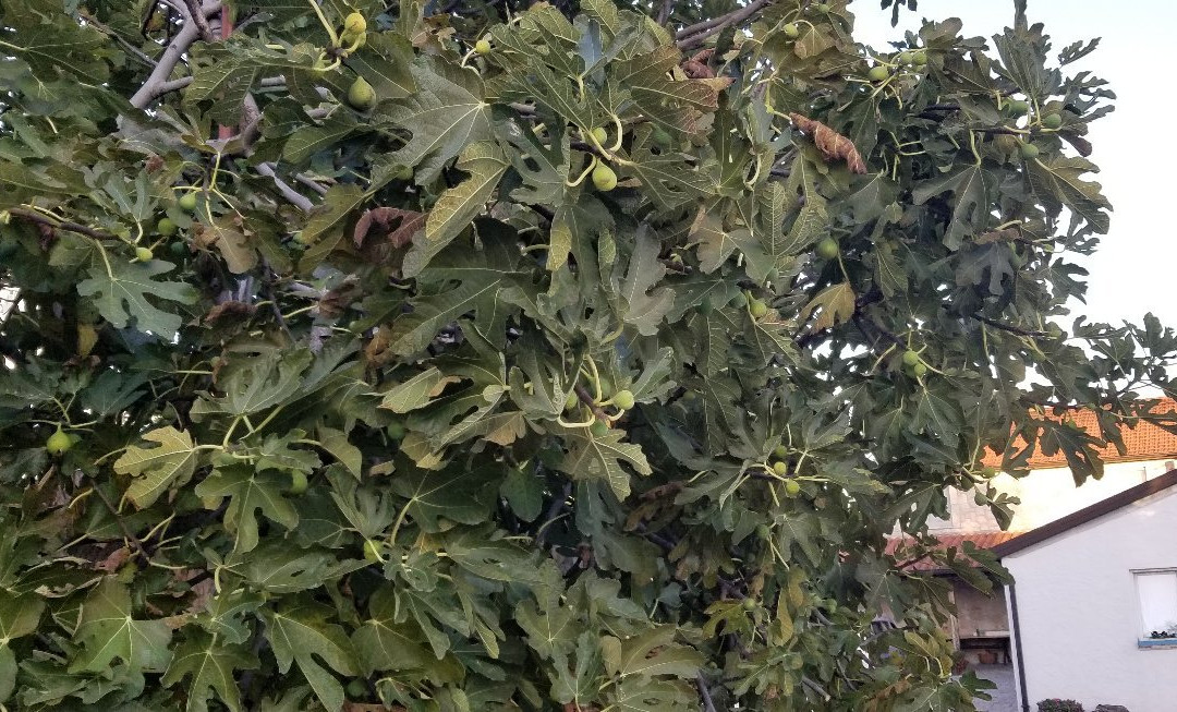 Agroturism Marica Gaj主图