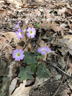 Linn旅游景点-Painted Rock Conservation Area