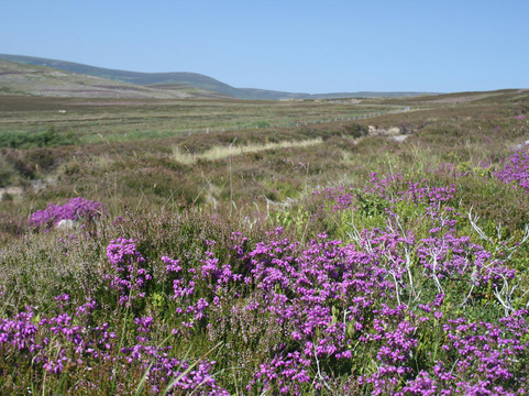 Tesla Hire Aberdeen-阿伯丁必去景点