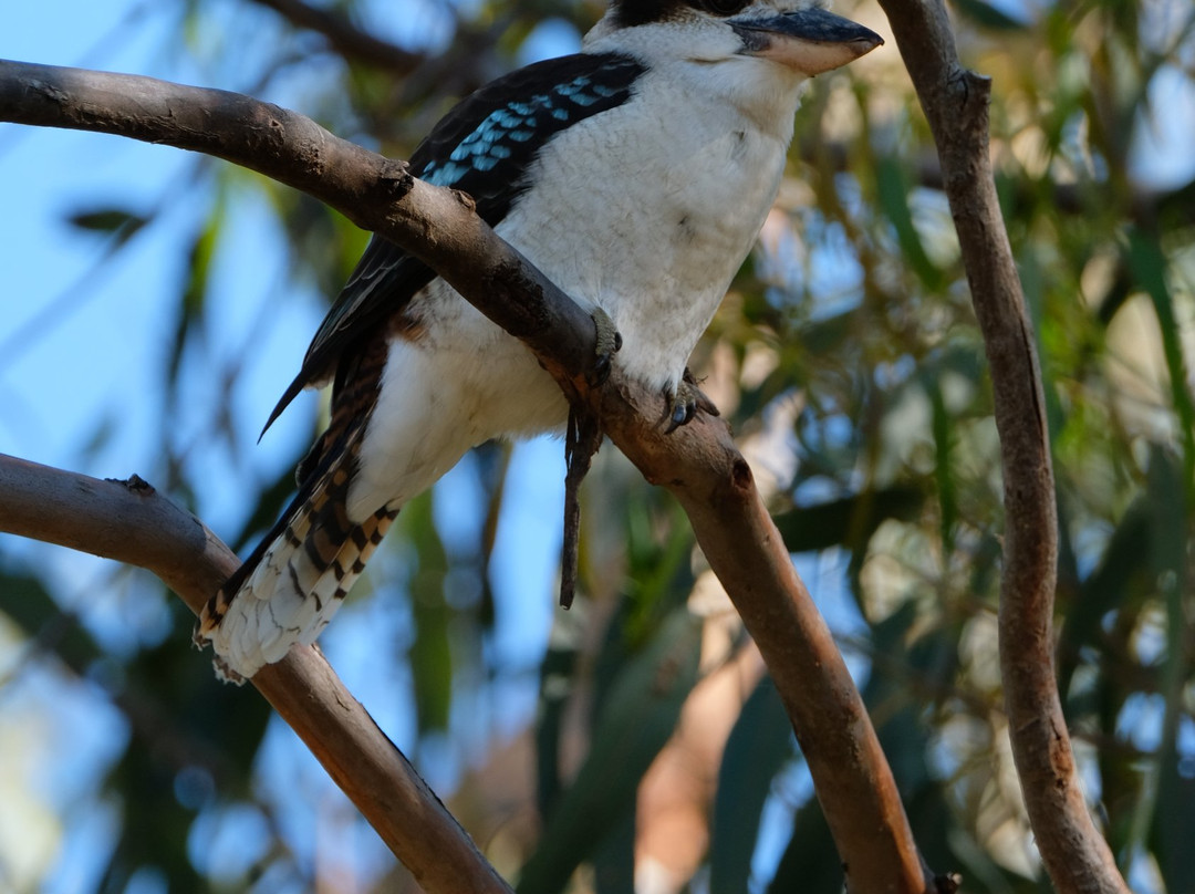 坎尼特河沿岸考拉步行道-坎尼特河必去景点