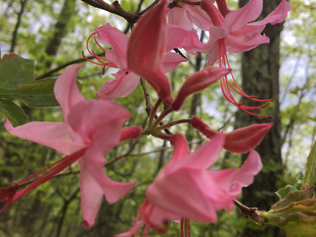 Clarksburg State Park-Clarksburg必去景点