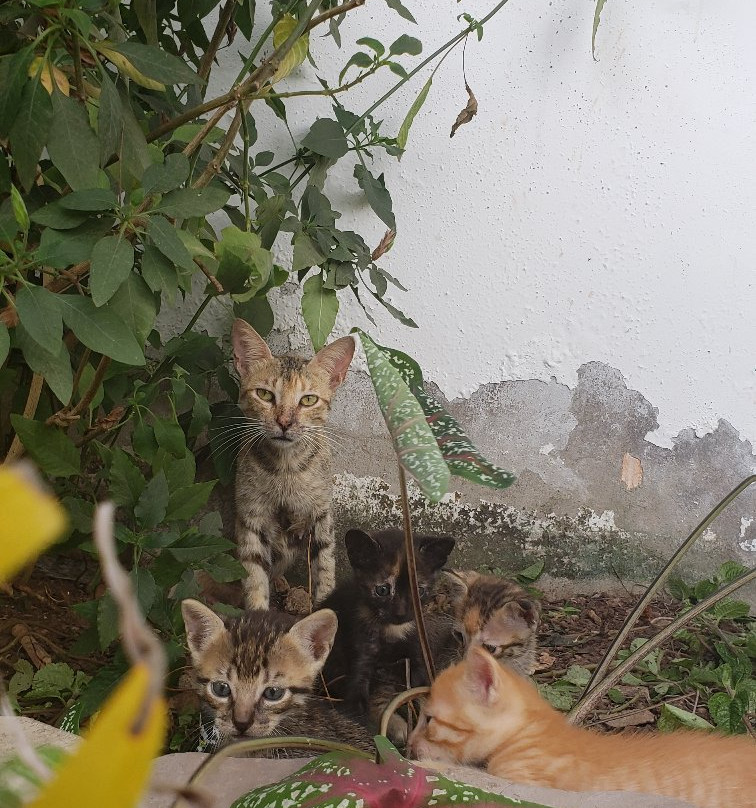 Colina de Montalva - Tarapoto主图