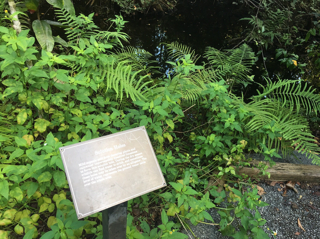 Gumbo Limbo Trail-大沼泽国家公园必去景点