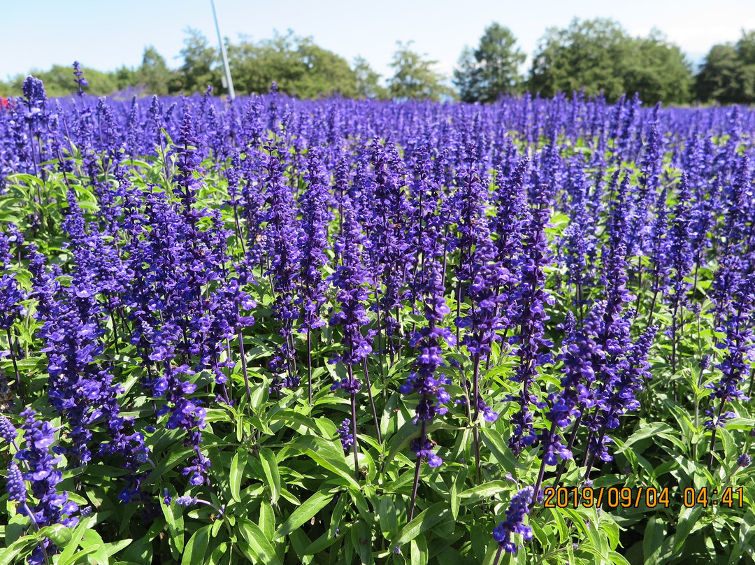 Flower Garden Hana Tento-网走市必去景点