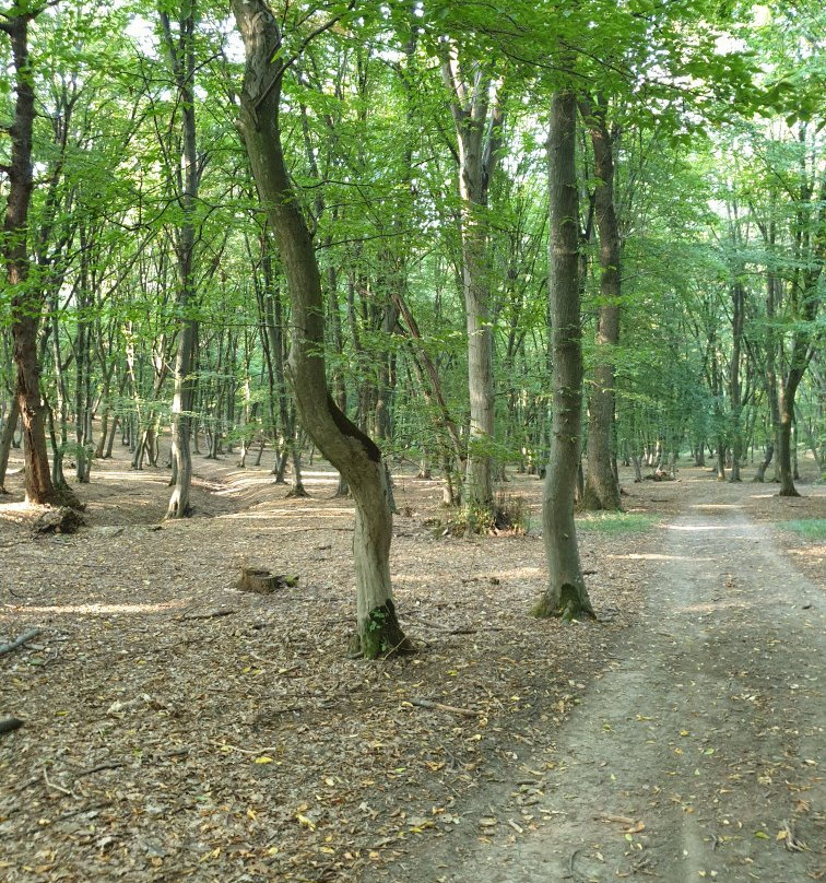 Hoia Baciu Forest景点图片