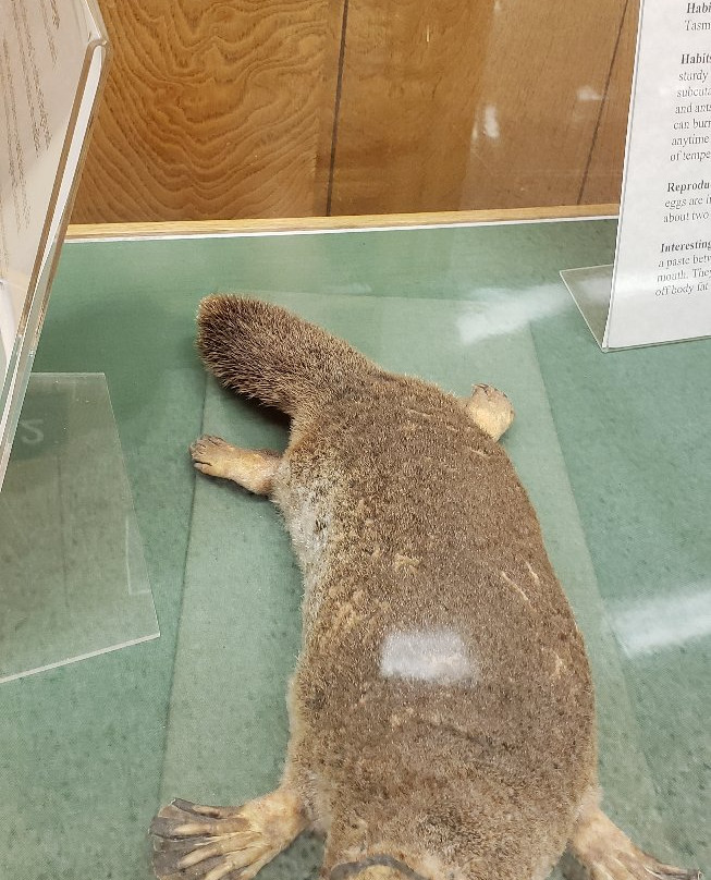 Werner Wildlife Museum-卡斯珀必去景点