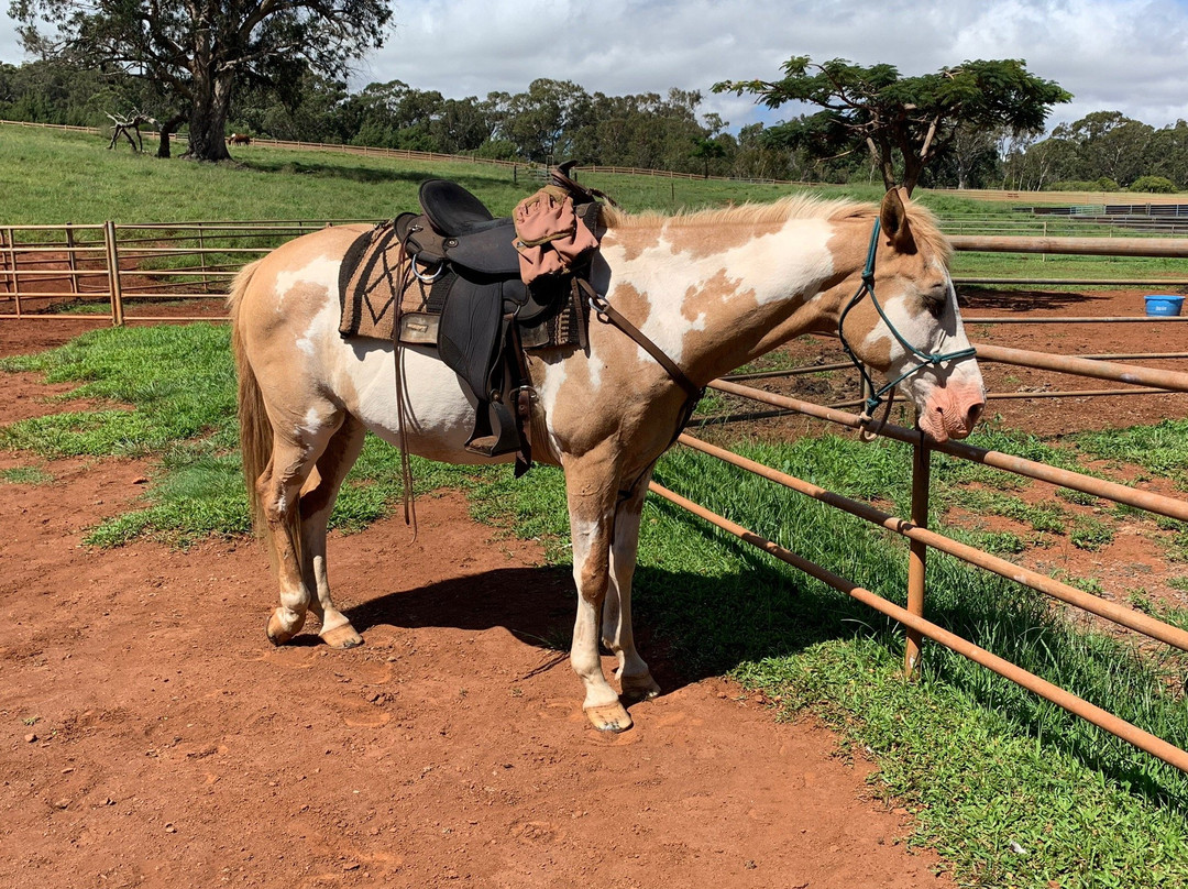 Piiholo Ranch Horseback-马卡瓦必去景点