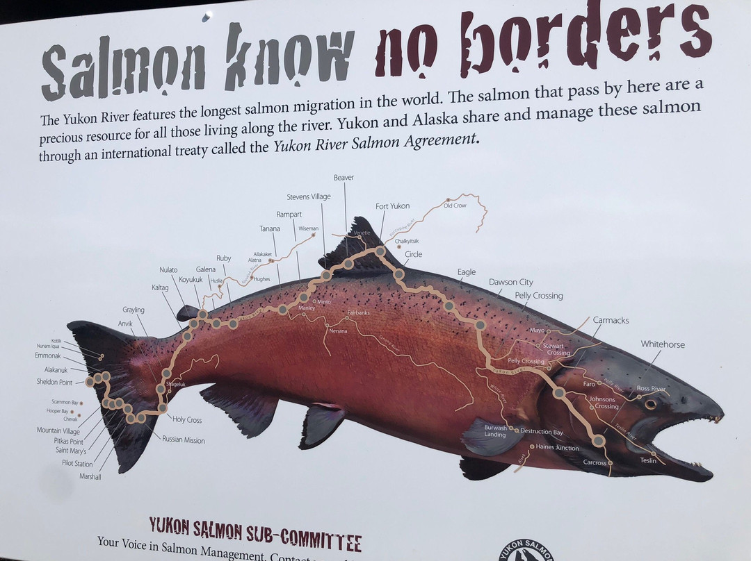 Whitehorse Fishway-白马市必去景点