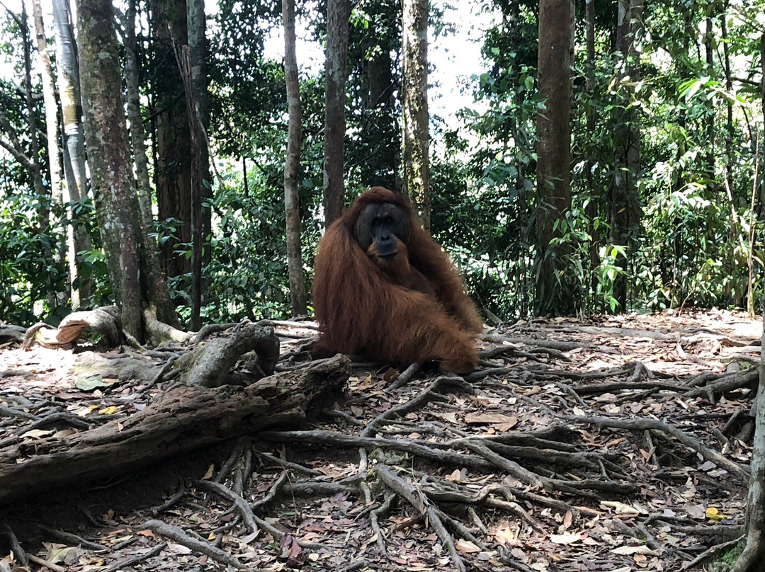 Sumatra Orangutan Tour-棉兰必去景点