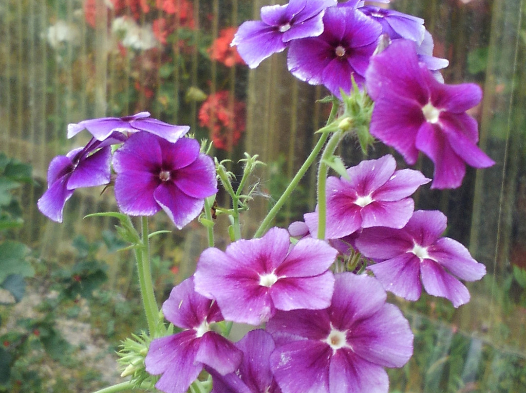 Fox Gardens & Gift Shop-福克斯必去景点