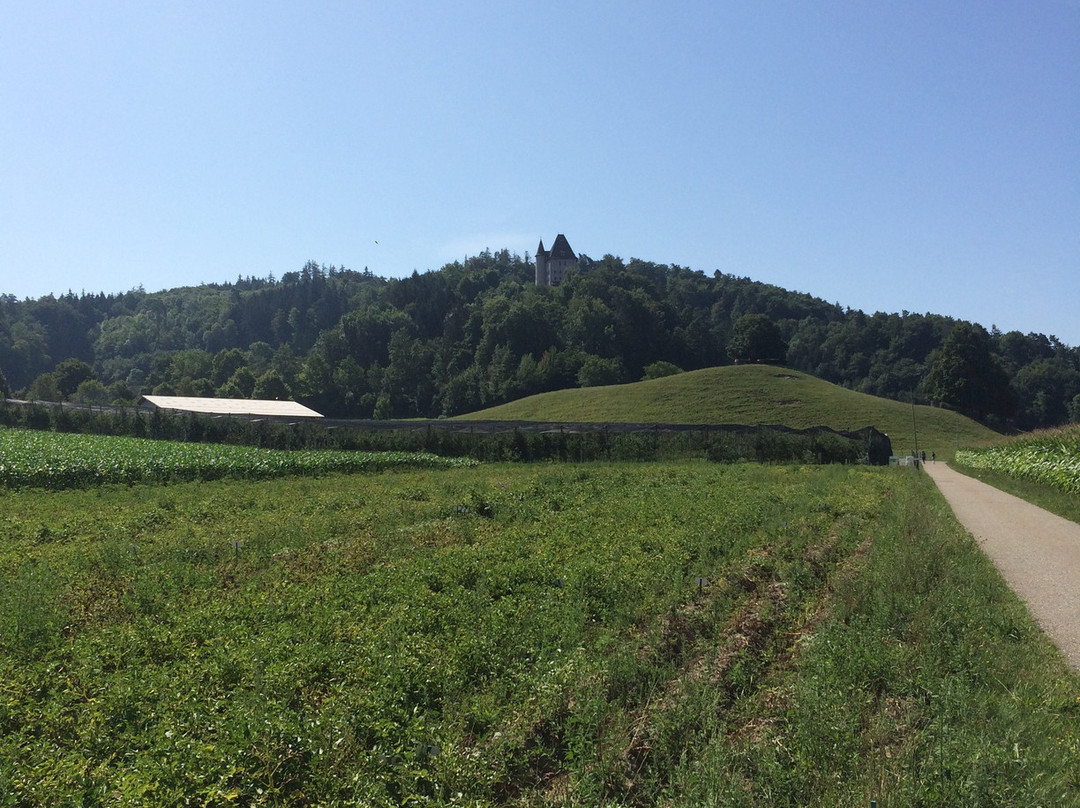 Schloss Liebegg景点图片