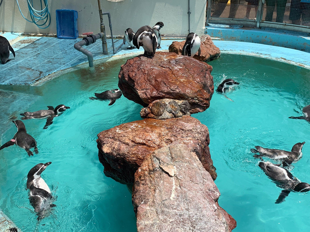 Katurahama Aquarium-高知市必去景点